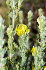 Aspalathus shawii shawii