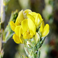 Aspalathus shawii shawii