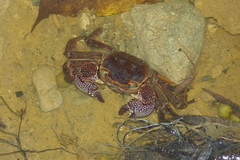 Sesarmops imperator