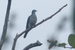 Ducula perspicillata