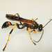 Yellow-legged Mud-dauber Wasp - Photo (c) Bill Keim, some rights reserved (CC BY)