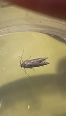 Blastobasis lacticolella