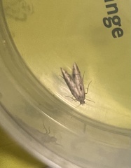 Blastobasis lacticolella