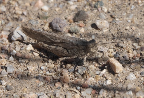 Thomas' Slender Grasshopper photo 3