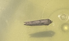 Blastobasis lacticolella