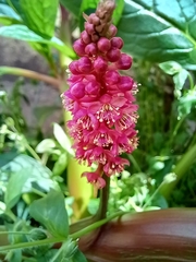 Phytolacca bogotensis