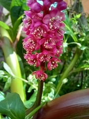 Phytolacca bogotensis