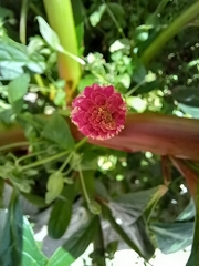 Phytolacca bogotensis