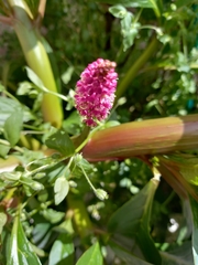 Phytolacca bogotensis