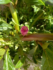 Phytolacca bogotensis