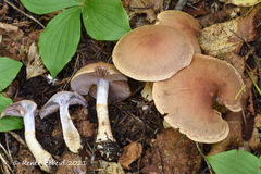 Cortinarius modestus