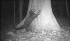 Ficus sycomorus sycomorus