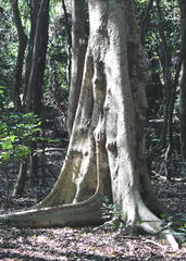 Ficus sycomorus sycomorus
