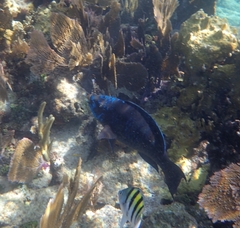 Scarus coelestinus