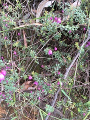 Tetratheca bauerifolia