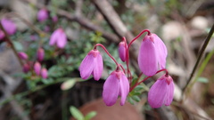 Tetratheca bauerifolia