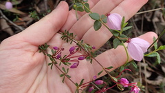 Tetratheca bauerifolia