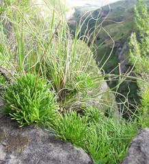 Euryops dyeri