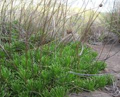 Euryops dyeri