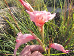 Gladiolus mortonius