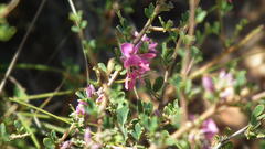Indigofera nigromontana