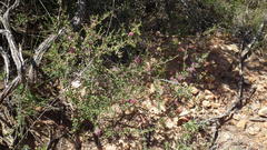 Indigofera nigromontana