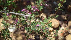 Indigofera nigromontana