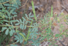Desmanthus cooleyi
