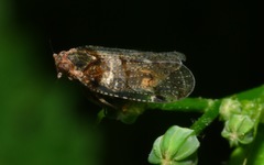 Cixius nervosus