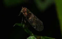 Cixius nervosus