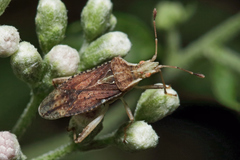 Harmostes fraterculus