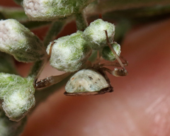 Harmostes fraterculus