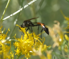 Ammophila placida