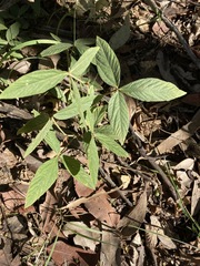 Flemingia parviflora