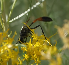 Ammophila placida