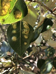 Taphrina populi-salicis