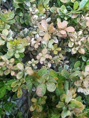 Buxus microphylla