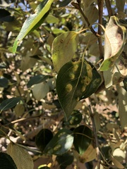 Taphrina populi-salicis