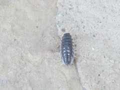 Porcellio ornatus