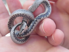 Macroprotodon brevis ibericus