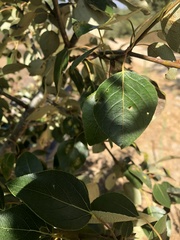 Taphrina populi-salicis