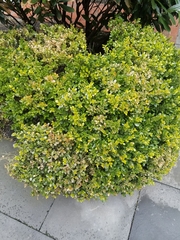 Buxus microphylla