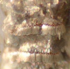 Blastobasis maroccanella