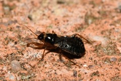 Alloeorhynchus flavipes