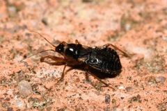 Alloeorhynchus flavipes