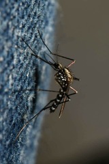 Aedes geniculatus
