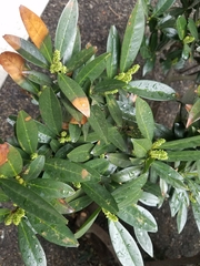 Prunus laurocerasus