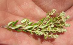 Phylica paniculata