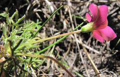 Oxalis bifurca angustiloba