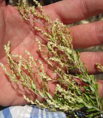 Phylica paniculata